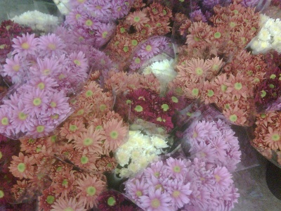 indoor english chrysanths